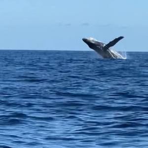 Meet your Posher, Dave